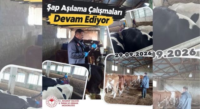 Aksaray’da şap hastalığı alarmı