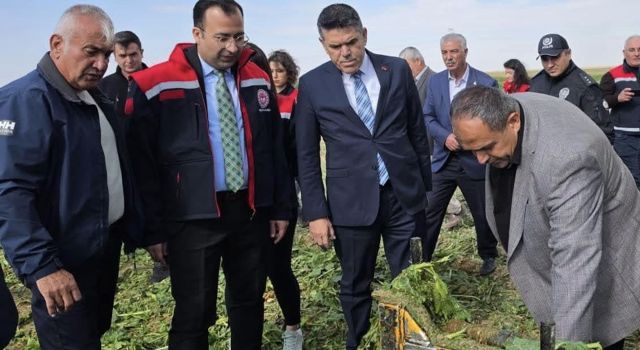 Sultanhanı’nda şeker pancarı hasadı incelendi