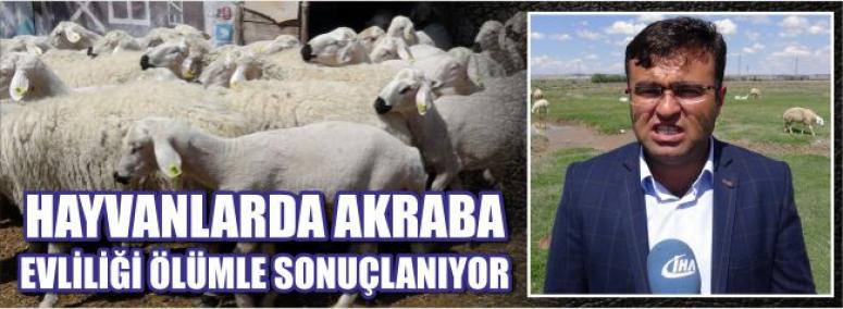Hayvanlarda Akraba Evliliği Ölümle Sonuçlanıyor