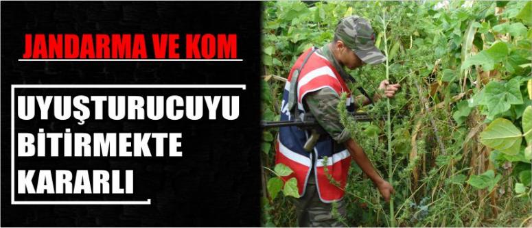 Jandarma Ve Kom Uyuşturucuyu Bitirmekte Kararlı