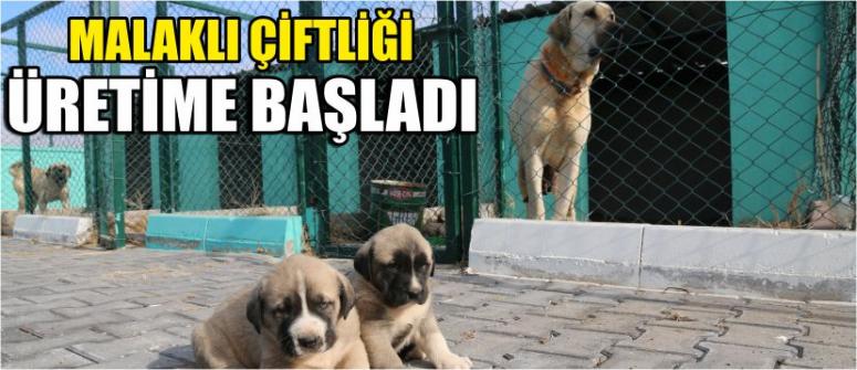 Malaklı Çiftliği Üretime Başladı