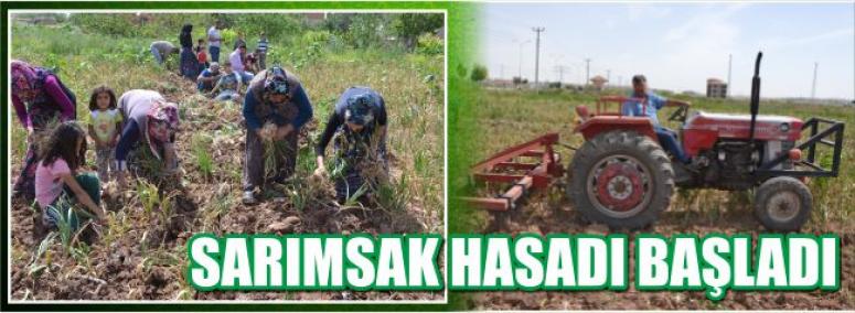 Sarımsak Hasadı Başladı