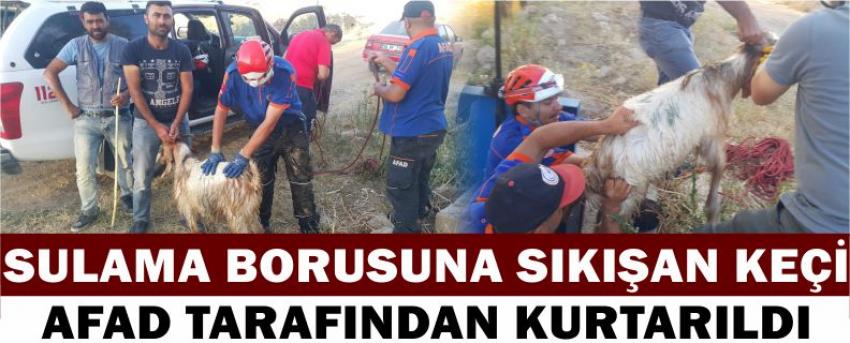 Sulama Borusuna Sıkışan Keçi Afad Tarafından Kurtarıldı