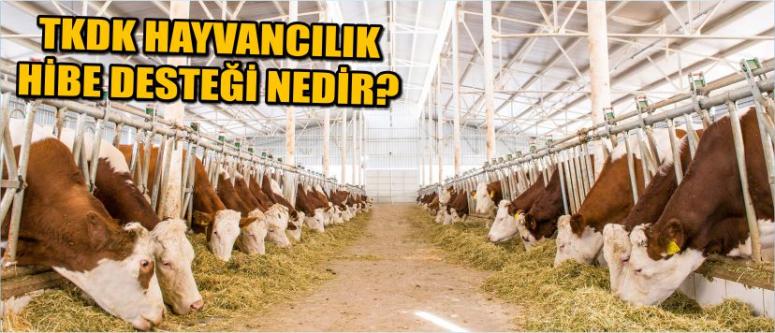 Tkdk Hayvancılık Hibe Desteği Nedir?