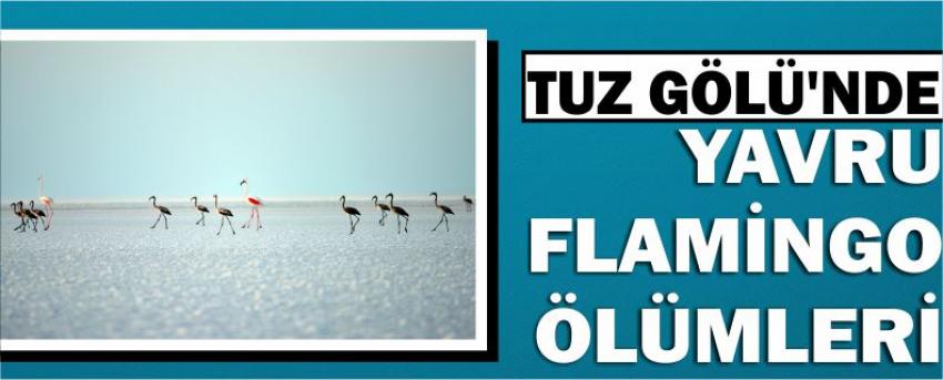 Tuz Gölü'nde Yavru Flamingo Ölümleri