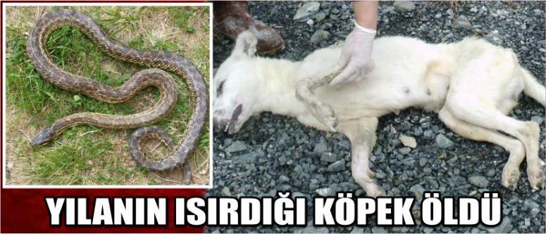 Eskil’de Yılan Korkusu