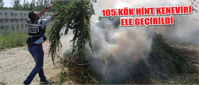 105 Kök Hint Keneviri Ele Geçirildi