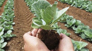 Organik Tarım Yüzde 46 Arttı