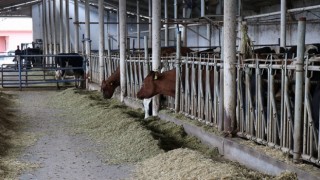 Yem fiyatlarına gelen zamlar üreticileri zora sokuyor