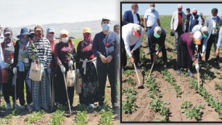 Vali Aydoğdu Çapa yaptı traktör sürdü, çiftçilerin gününü kutladı