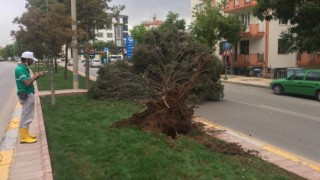 Şiddetli fırtına ağacı devirdi
