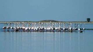 Flamingolar kuraklık nedeniyle yer değiştirdi