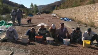 Fındığı Kurutmak İçin, Güneş Göçü Başladı