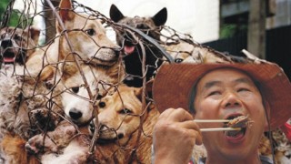 İlk Kez Ülkede Köpek Eti Tüketimini Yasaklama Olasılığını Gündeme Getirdi
