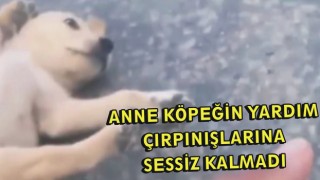 Anne Köpeğin Yardım Çırpınışlarına Sessiz Kalmadı  