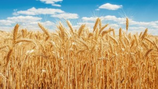 Buğday Fiyatları Son 9 Yılın Zirvesinde