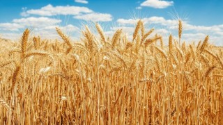 Buğday İthalatında Çin’i Bile Geçerek Dünya Lideri Olduk