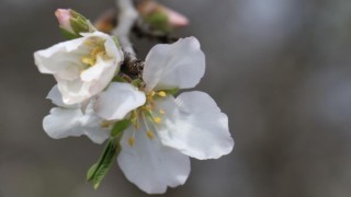 Son Cemre Toprağa Düştü