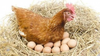 Tavuk Eti Üretimi Artarken Yumurta Üretimi Azaldı