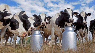 Toplanan İnek Sütü Miktarı Yüzde 5,7 Azaldı