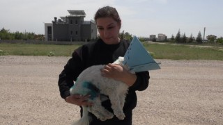 Aksaray Merkez Cumhuriyet Mahallesi Sakinlerinin Sokak Hayvanları İle Başı Belada