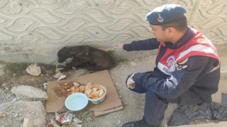 Sahipsiz Köpeğe Jandarma Eli