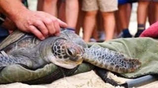 Japonya'da Boyunlarından Bıçaklanan 30 Deniz Kaplumbağası Bulundu