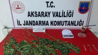 Yasadışı Kenevir Eken Şüpheliyi Jandarma Yakaladı