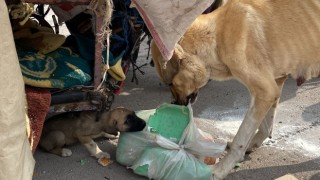 Sokak Hayvanlarını Zorla Götürmeye Çalışan Şahıs Polislere Saldırdı
