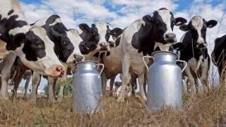 Süt Ve Süt Ürünleri Üretimi Azaldı