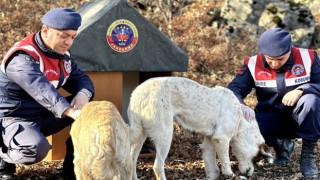 Jandarma Geri Dönüşümden Hayvanlara 'Yuva' Yaptı