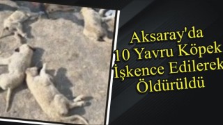 Aksaray’da 10 Yavru Köpek İşkence Edilerek Öldürüldü