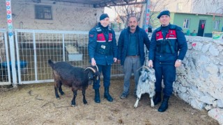 Küçükbaş Hayvan Hırsızları Ankara'da Yakayı Ele Verdi