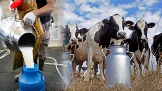 Çiğ Süt Üretimi Geçen Yıla Göre Azaldı