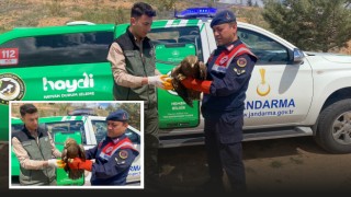 Jandarmadan Kanadı Kırık Kartala Yaşam Eli