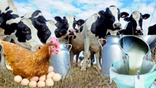 TÜİK Açıkladı: Süt Miktarı Arttı, Beyaz Et Üretimi Düştü