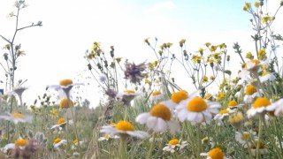 Yol Üstü Tarlalarda Açan Mayıs Papatyaları Güzellikleriyle Büyük İlgi Görüyor