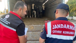 Canlı Hayvan Sevkiyatlarını Jandarma Didik Didik İnceliyor