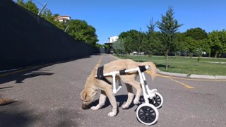 Jandarma, Yürüyemeyen Köpekleri Özgürlüklerine Kavuşturdu