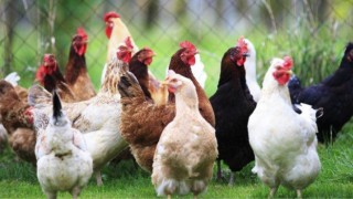 Ekim Ayında Tavuk Eti Üretimi Arttı