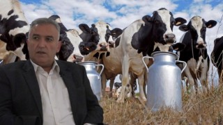 İnek Sütü Üretimi Arttı, Tereyağı Üretimi Düştü