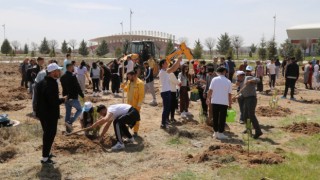 Bin Metrekarelik Alana 200 Çam Fidanı Dikildi