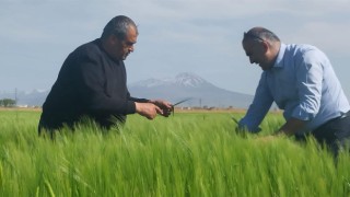 Hububat Ekili Alanlarda Hastalık Ve Zararlı Taraması Yapılıyor