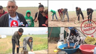 "Bizim 1 Mayıs İşçi Bayramımız Tarlada Çalıştığımız Andır"