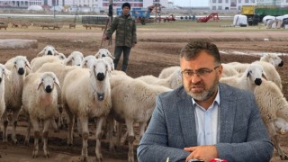 Acil çoban ihtiyacı için umut Özbekistan ve Afganistan’da