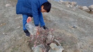 MAMASIN BARAJI CANLANIYOR, FİDANLAR YEŞERİYOR