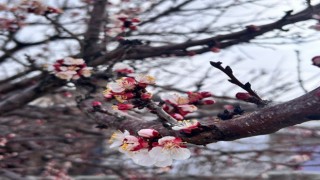 NEVRUZ COŞKUSU, ETKİNLİKLERLE KUTLANACAK