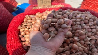 TOHUMLUK FISKA TEZGÂHLARA İNDİ