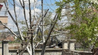 Ağaç budarken düşen adam yaralandı