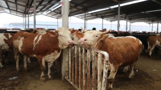 Aksaray’da 2026 kurbanlık fiyatları belli oldu